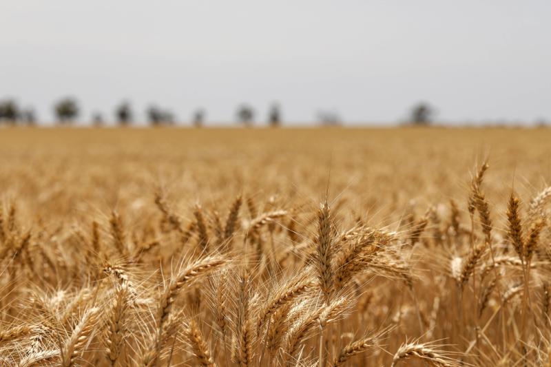 Campo coltivato 