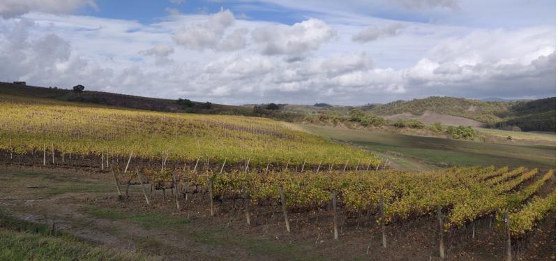 Vigneti