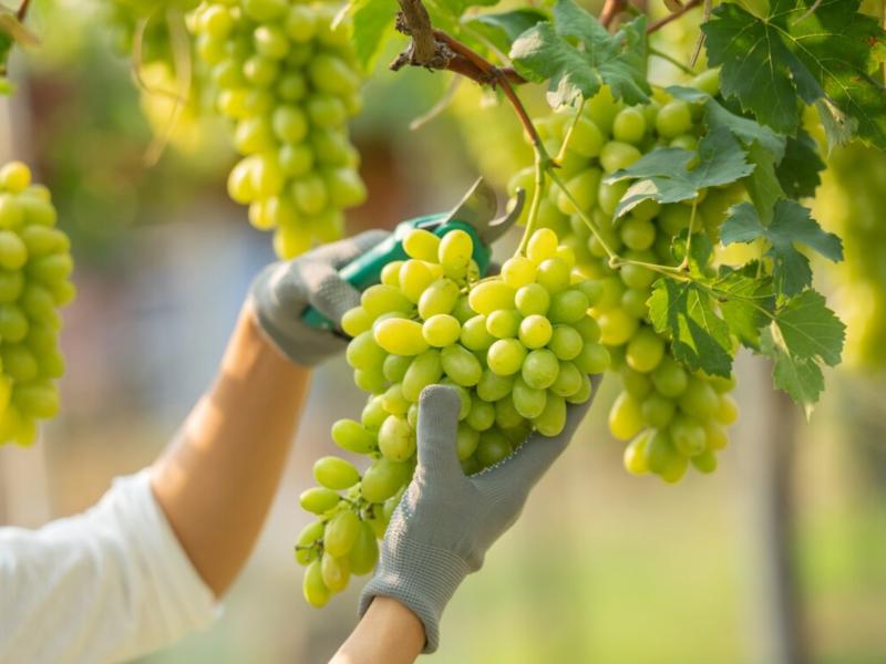 Il caldo estivo record preannuncia un'annata "molto promettente" nel Regno Unito