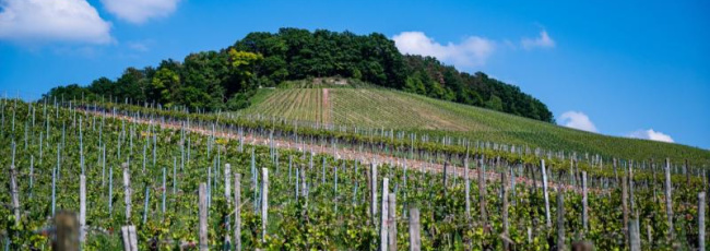 Oltre 14mila ettari di terreni agricoli all'asta in tutta Italia, al via il nuovo bando Ismea