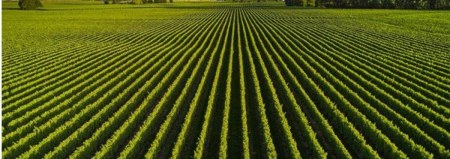 The World's 50 Best Vineyards: svelata la lista 51-100 (Europa al top)