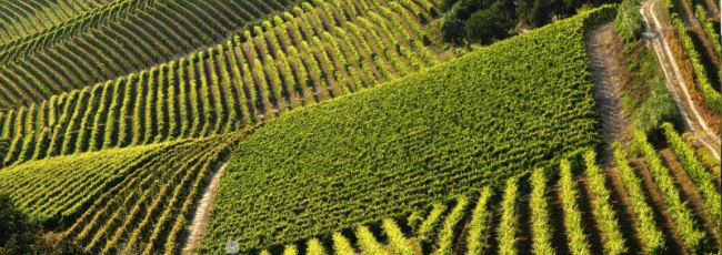 Italia, Spagna e Francia si impegnano a lavorare insieme per il futuro del settore vitivinicolo