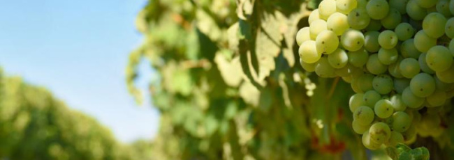 Così l’AI può aiutare nel vigneto: nuove sperimentazioni in California