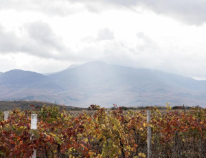 Mexico grants first protected geographical indication for the wines of Querétaro