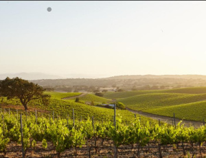 California, la vendemmia più scarsa degli ultimi vent’anni: ecco perché