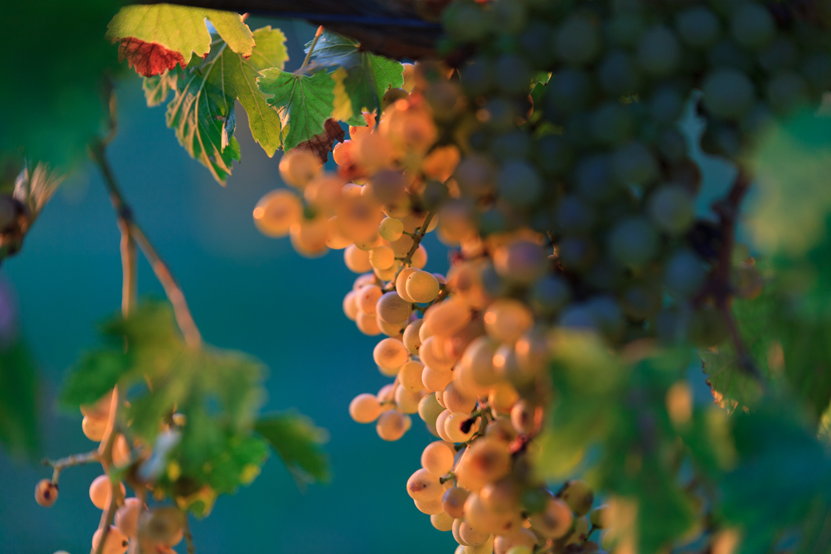 Malvasia Day