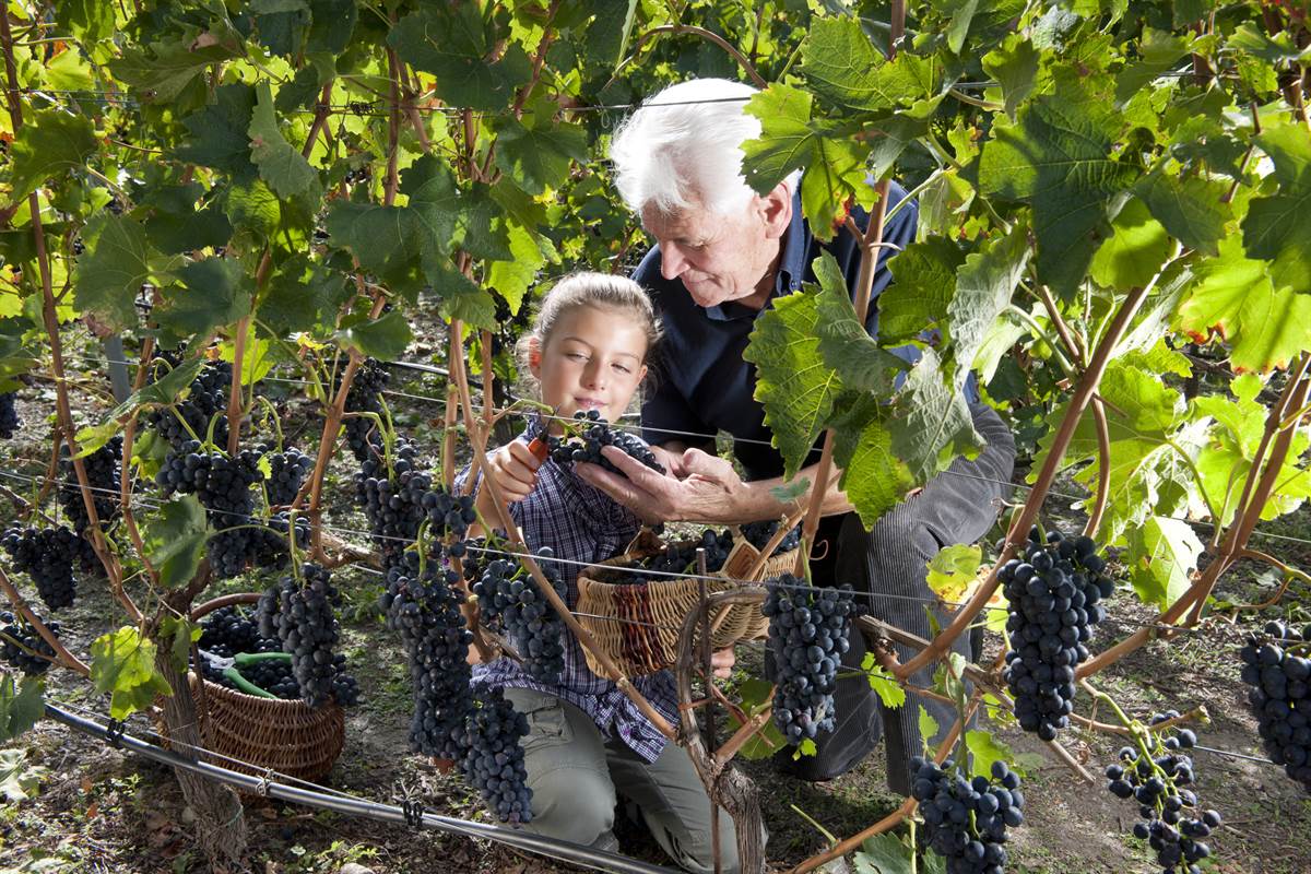 Vins Extrêmes