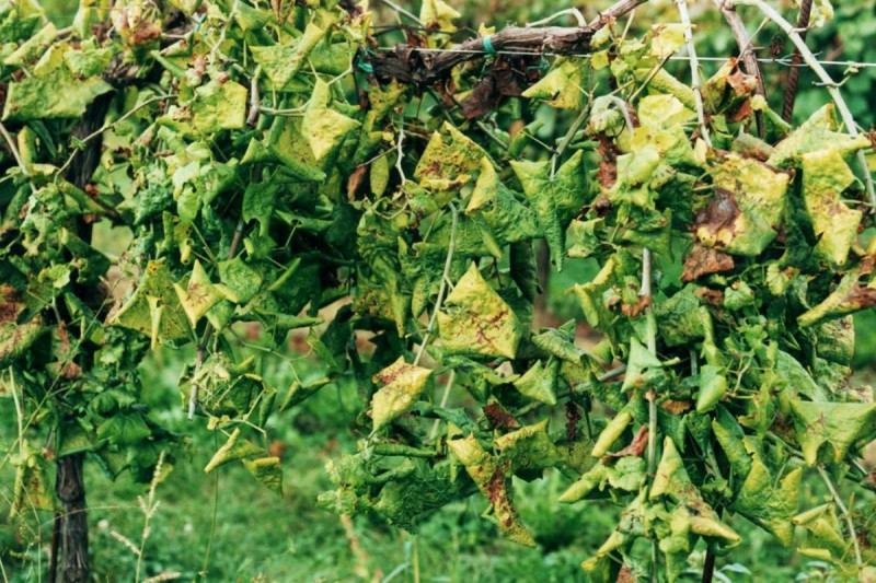 Flavescenza dorata, bando regionale veneto da oltre 100.000 euro