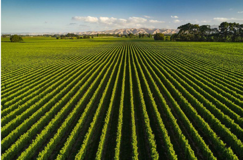 The World's 50 Best Vineyards: svelata la lista 51-100 (Europa al top)