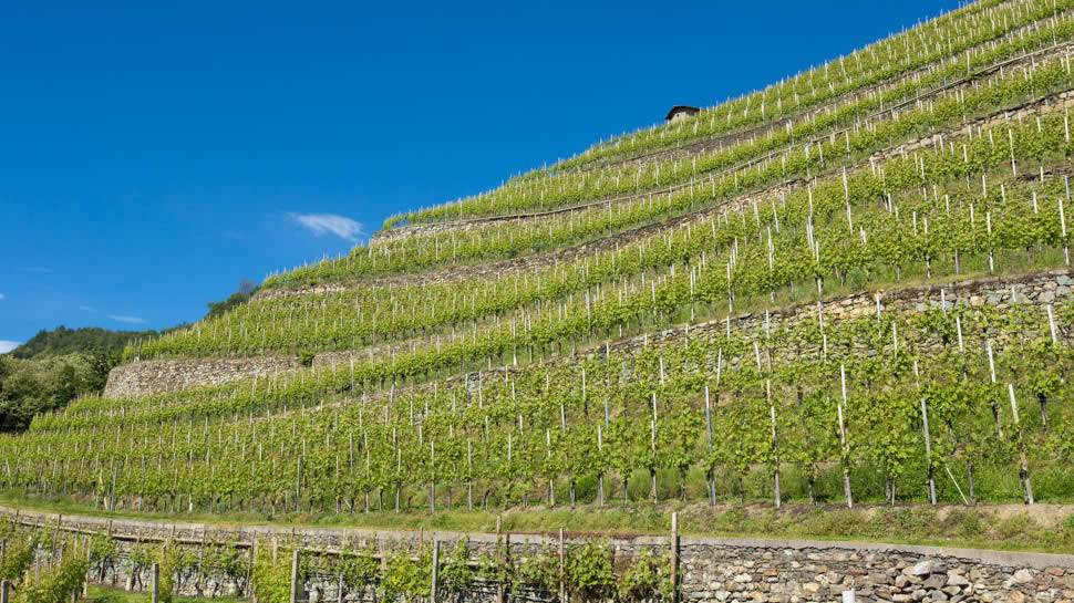 Gazzetta Ue, ok a modifiche disciplinare Terrazze Retiche di Sondrio Igt