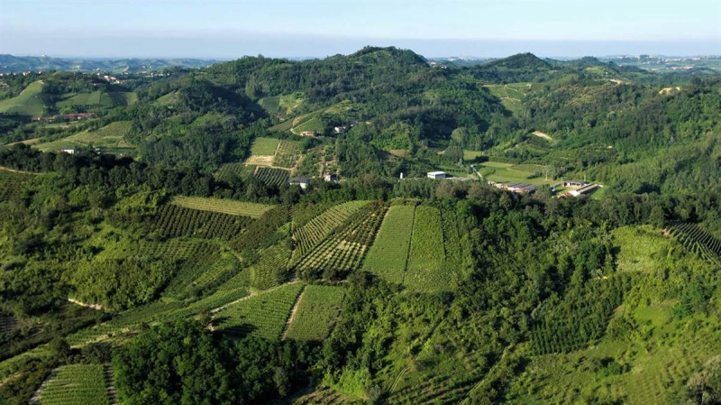 Il Consorzio del Roero propone l'eliminazione del diserbo nei vigneti