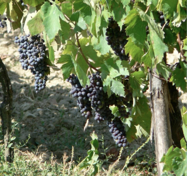 Iscrizione di una varietà e/o di un clone di vite: ecco i modelli delle domande