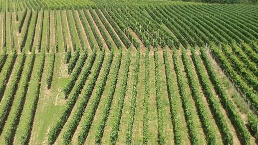 Francia, vigneti colpiti dalla grandine in una vasta area della Provenza