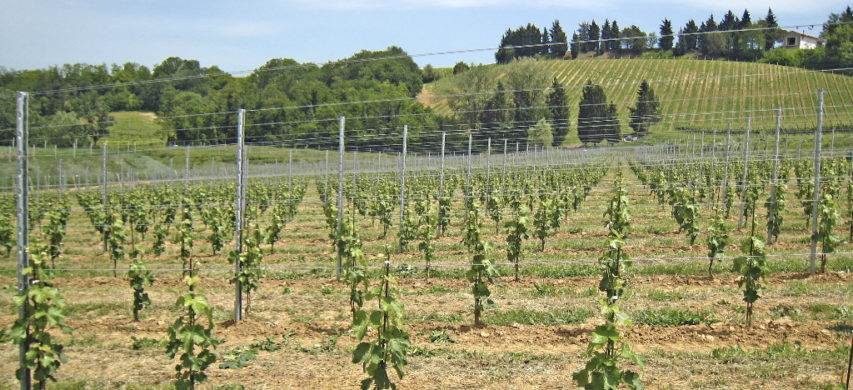 Ristrutturazione e riconversione dei vigneti: criteri per il 2021. Slittano al 2 luglio le domande di saldo