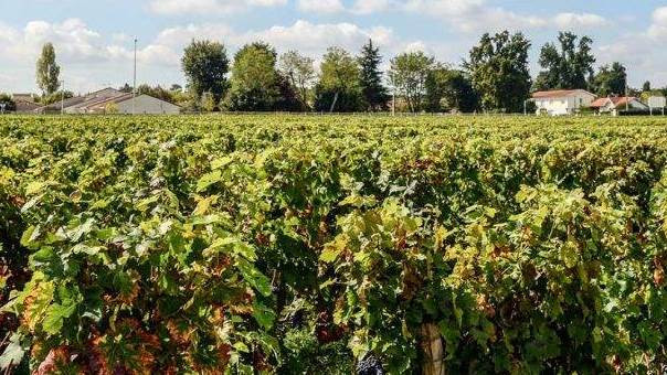 Il cibo del futuro? Biologico, a chilometro zero, tracciabile e sostenibile