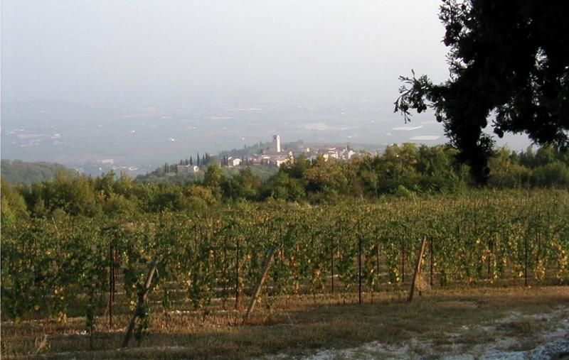 L’Italia candida all’Unesco la pratica di appassimento delle uve della Valpolicella