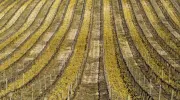 Bordeaux lancia un fondo da 20 milioni di euro per affrontare la crisi dei vigneti