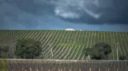 Stati Uniti: il gelo mette a rischio la prossima vendemmia lungo la costa orientale