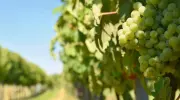 Battuta d&rsquo;arresto per la proposta di legge sul vino 100% made in Usa