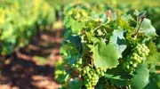 Francia, distillazione e innovazione al centro del settore vitivinicolo