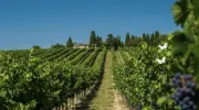 In Borgogna la vendemmia pi&ugrave; anticipata degli ultimi 500 anni