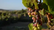 In Inghilterra la vendemmia 2026 parte in anticipo: per Nyetimber &egrave; un record