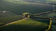 Champagne, stop alla revisione della denominazione: pesano clima e mercati