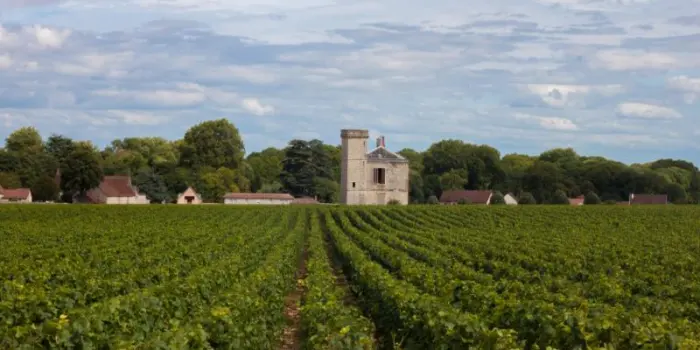 Sondaggio in Francia: viticoltori pronti a estirpare 35mila ettari