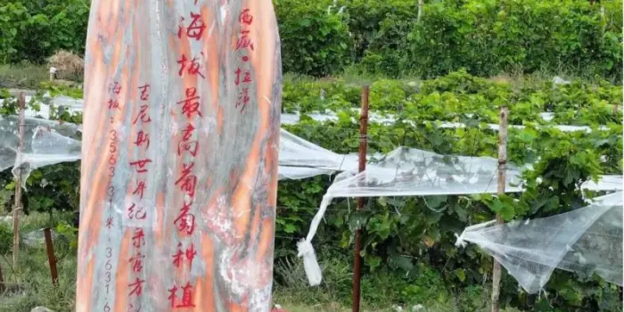 Vigneti a 3.700 metri: il Tibet mette alla prova i limiti del vino