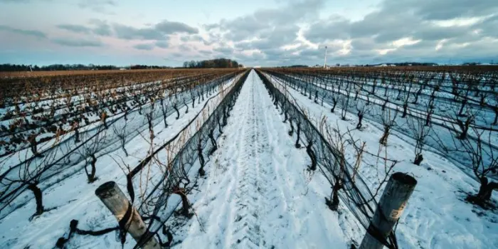 Boom delle vendite domestiche di vino canadese (grazie a Trump)