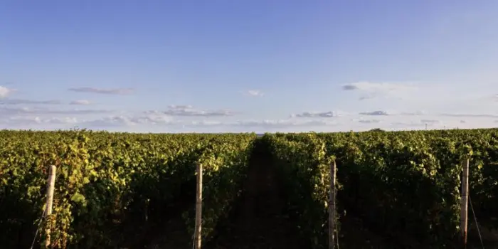 Francia: meno richieste del previsto sul Piano estirpazione