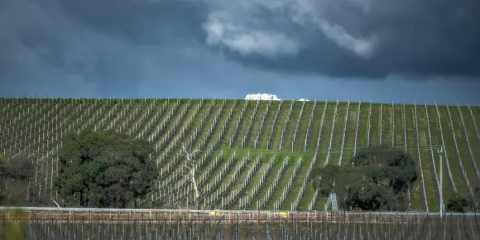Stati Uniti: il gelo mette a rischio la prossima vendemmia lungo la costa orientale