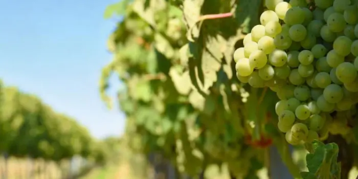 Battuta d&rsquo;arresto per la proposta di legge sul vino 100% made in Usa