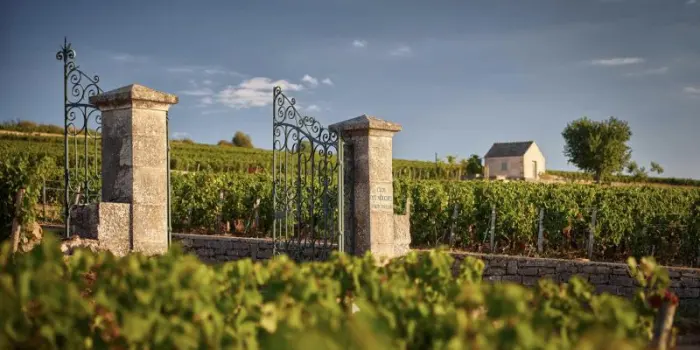 La Guida Michelin debutta nel mondo del vino