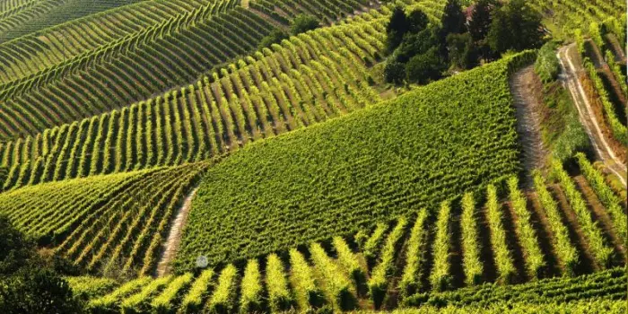 Effetto siccit&agrave; sulla produzione vinicola francese: 34 milioni di ettolitri (-6%) 