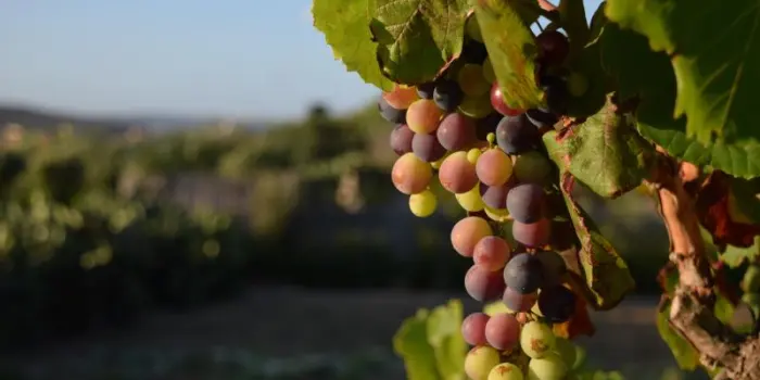 In Inghilterra la vendemmia 2026 parte in anticipo: per Nyetimber &egrave; un record