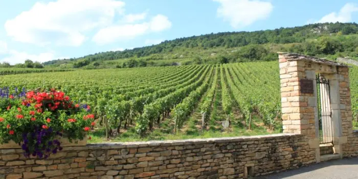 La Cina concede tutela Ig a 70 denominazioni della Borgogna