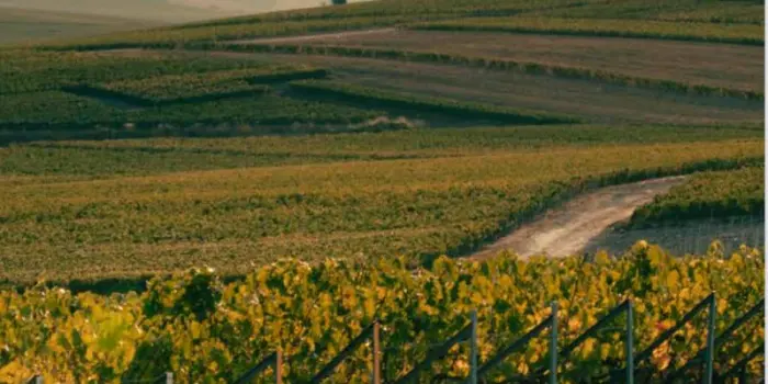 Via libera finale al Pacchetto vino dal Consiglio Agrifish