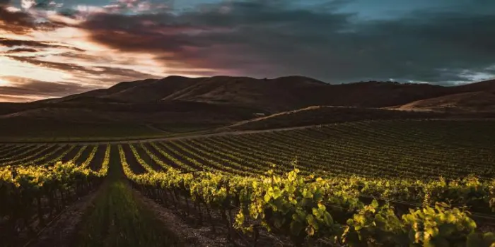 California: s&igrave; alla normativa sull&rsquo;etichettatura dei vini &ldquo;American&rdquo; 