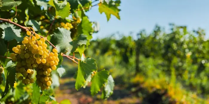 UE alza al 90% l&rsquo;aliquota dei pagamenti anticipati per gli interventi nel settore vitivinicolo