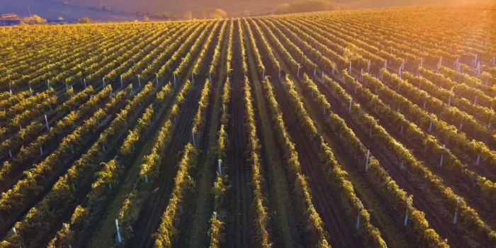 Investimenti nel vigneto: nuova misura di sostegno