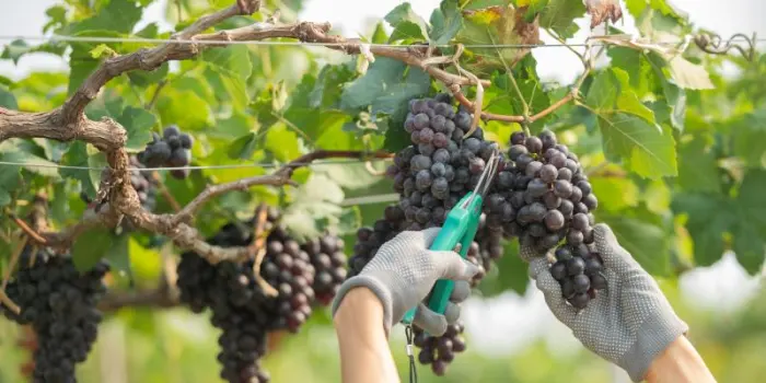 Investimenti per la sostenibilit&agrave; della produzione vinicola, definite le norme nazionali