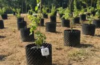 Nasce Rivit&egrave;re, la prima vigna terapeutica in un ospedale pubblico italiano
