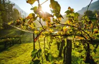 IGP Périgord e Val de Loire: dealcolazione parziale inserita fra le pratiche enologiche ammesse
