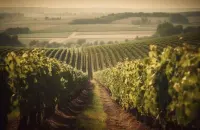 Consorzio Morellino di Scansano chiede conferma dell’attuale disciplina per i prossimi 3 anni