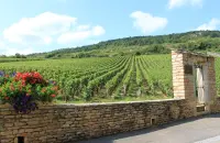 La Cina concede tutela Ig a 70 denominazioni della Borgogna