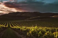 California: s&igrave; alla normativa sull&rsquo;etichettatura dei vini &ldquo;American&rdquo; 