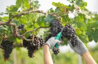 Investimenti per la sostenibilit&agrave; della produzione vinicola, definite le norme nazionali