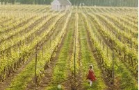 Agea, domande entro il 30 settembre per il bonus gasolio agricoltura