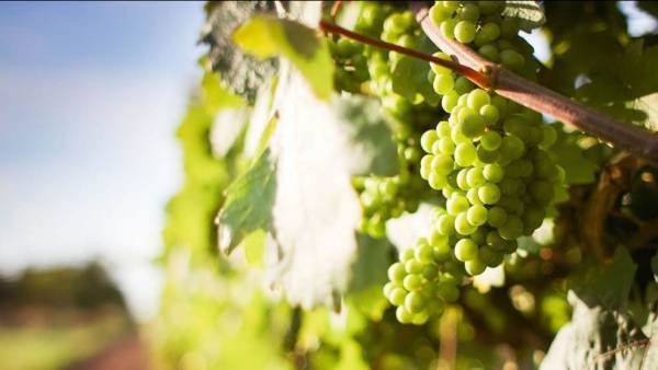 Spagna, il governo approva la riduzione dei costi di assicurazione dell'uva